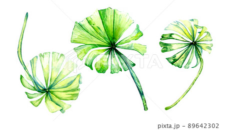 Three bright tropical leaves watercolor illustration on white Three bright tropical leaves watercolor illustration on white 89642302