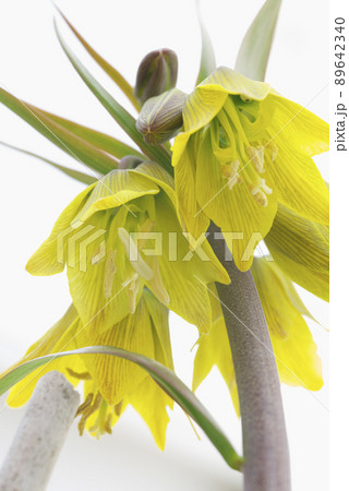 ヨウラクユリの花 ヨウラクユリの花 89642340