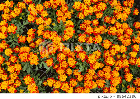 texture of many orange flowers of marigolds or tagetes in swirling greenery 89642386