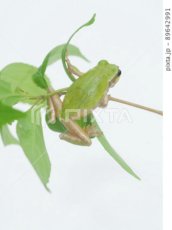 アマガエルの木登り 89642991