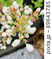 ブルーベリーの花 89643785