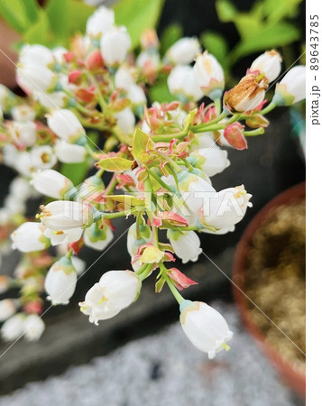 ブルーベリーの花 89643785