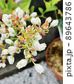 ブルーベリーの花 89643786