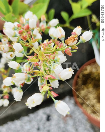 ブルーベリーの花 89643786