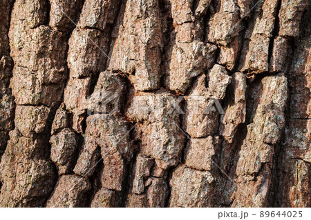 Brown tree bark texture close up background 89644025