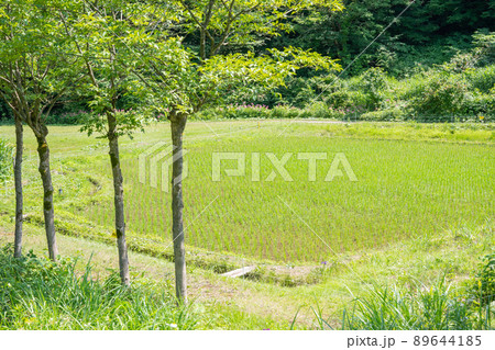 はさ木のある風景 89644185