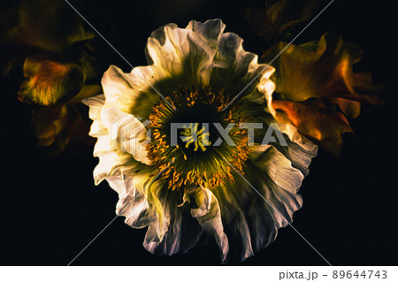 自由花_レトロ-14 89644743