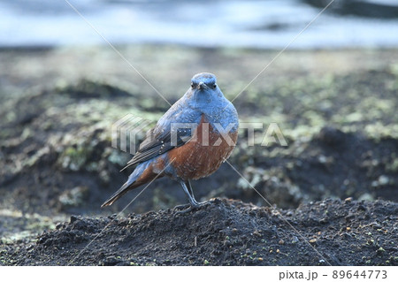 畑のイソヒヨドリ 89644773