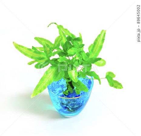 プテリス・アルボリネアタ 常緑シダ植物 プテリス・アルボリネアタ 常緑シダ植物 89645002