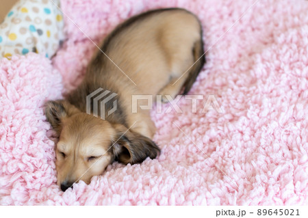 仔犬 カニンヘンダックスフンド 仔犬 カニンヘンダックスフンド 89645021