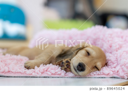 仔犬　カニンヘンダックスフンド 89645024