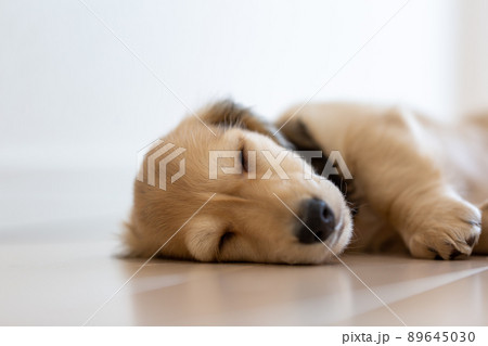 仔犬　カニンヘンダックスフンド 89645030