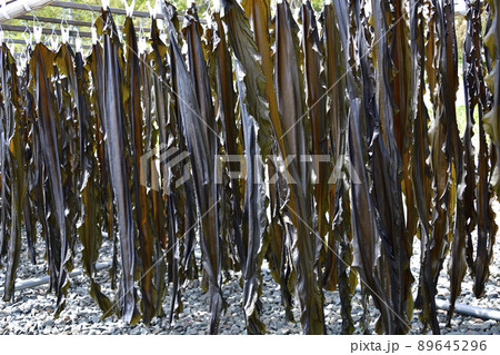 春の北海道函館市山背泊漁港で干された昆布の風景を撮影 89645296