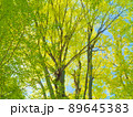 新緑の木々を見上げる春 89645383
