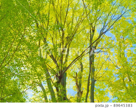 新緑の木々を見上げる春 新緑の木々を見上げる春 89645383