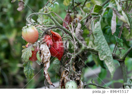 Fungal diseases of tomatoes Late blight is one of the most dangerous diseases 89645517