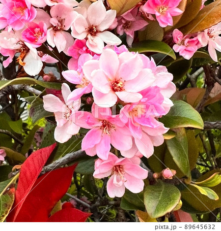 海の近くに咲く花、海岸近くに咲く花、ピンクと白が混ざっている様な色の花、花弁に厚みのある花、小さい花 89645632