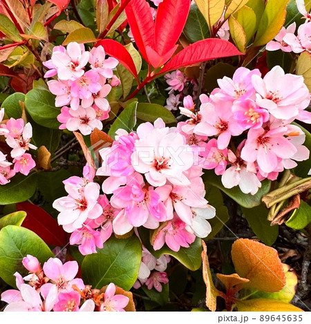 海の近くに咲く花 海岸近くに咲く花 ピンクと白が混ざっている様な色の花 花弁に厚みのある花 小さい花の写真素材 海の近くに咲く花 海岸近くに咲く花 ピンクと白が混ざっている様な色の花 花弁に厚みのある花 小さい花の写真素材