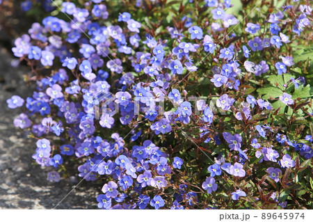 小花が可愛い ベロニカ ジョージアブルーの花 小花が可愛い ベロニカ ジョージアブルーの花 89645974