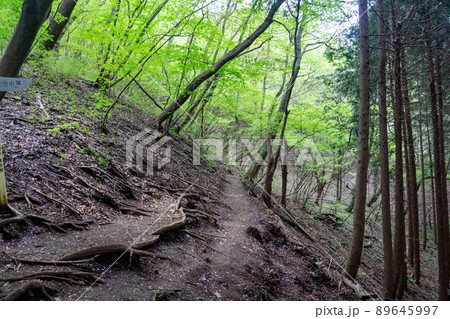 陣馬山　ハイキングコース 89645997