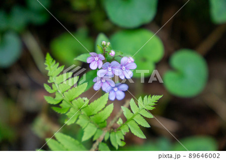 ヤマルリソウ ヤマルリソウ 89646002