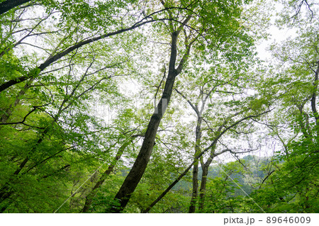 陣馬山の森（東京都八王子市） 89646009