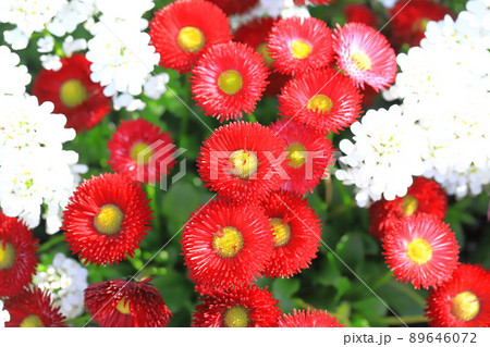 春の花壇 真っ赤なデージー 春の花壇 真っ赤なデージー 89646072