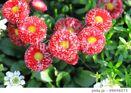 春の花壇 真っ赤なデージー 春の花壇 真っ赤なデージー 89646073