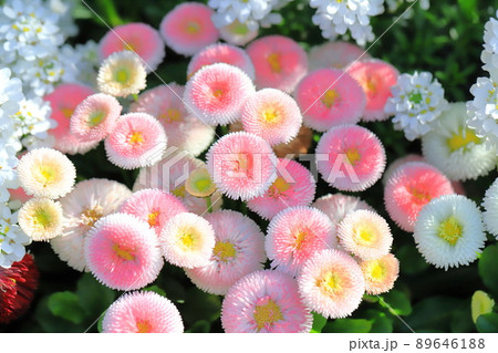 春の花壇 ピンク色のデージー 春の花壇 ピンク色のデージー 89646188