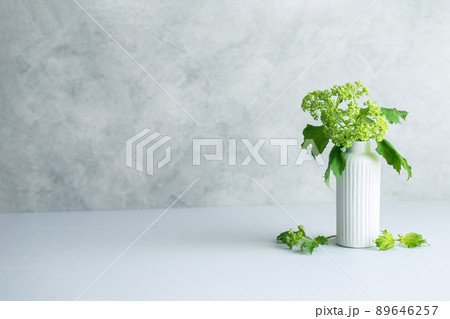 ビバーナム　植物の背景素材 89646257