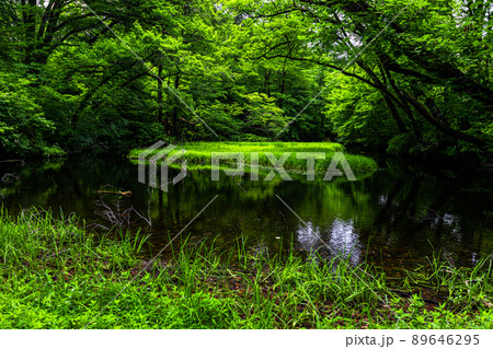 【新潟県・佐渡・乙和池】日本最大級の高層湿原性浮島が浮かぶ乙和池 7月 89646295