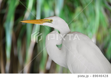 Great White Egret portrait 89646428