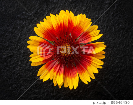 Top view of a flower on a black background. Macro photo. Top view of a flower on a black background. Macro photo. 89646450