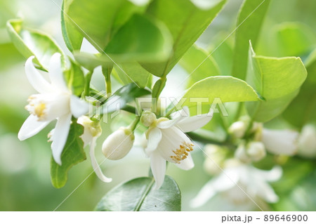 Yuzu flower - Stock Photo [89646900] - PIXTA