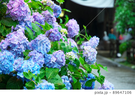 【西国愛染十七霊場】第七番　大聖寺・梅雨空のアジサイ寺のアジサイと参道　岡山県美作市 89647106