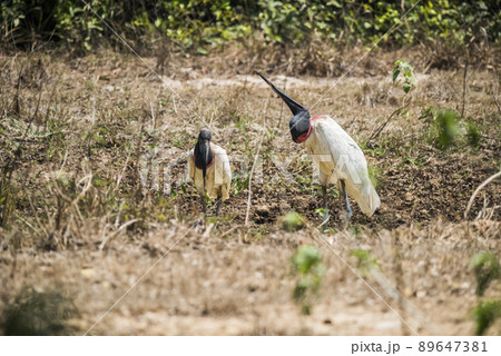 Jabiru Stork, in a marsh environment.Pantanal, Brazil Jabiru Stork, in a marsh environment.Pantanal, Brazil 89647381
