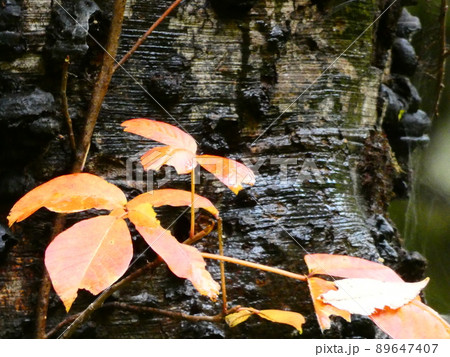 暗い木肌 89647407