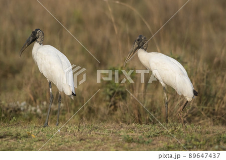 Wood Stork, in a marsh environment.Pantanal, Brazil Wood Stork, in a marsh environment.Pantanal, Brazil 89647437