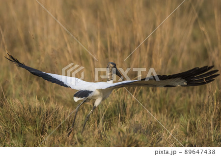 Wood Stork, in a marsh environment.Pantanal, Brazil 89647438