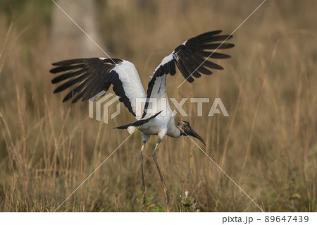 Wood Stork, in a marsh environment.Pantanal, Brazil Wood Stork, in a marsh environment.Pantanal, Brazil 89647439