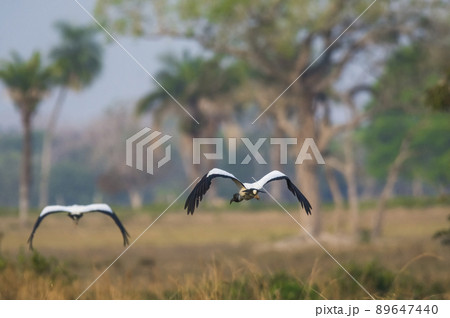 Wood Stork, in a marsh environment.Pantanal, Brazil Wood Stork, in a marsh environment.Pantanal, Brazil 89647440