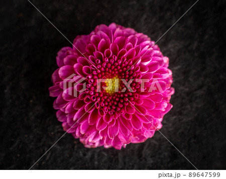 Studio shot of flower on a black background. Selective focus. Studio shot of flower on a black background. Selective focus. 89647599