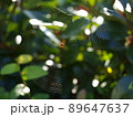 クモ 蜘蛛 スパイダー 89647637