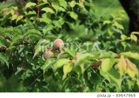 収穫前の梅の実 89647969