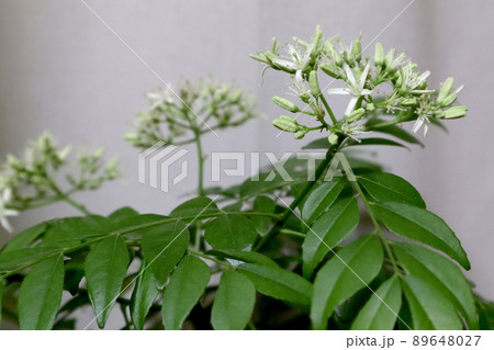 オオバゲッキツの花 カレーリーフ オオバゲッキツの花 カレーリーフ 89648027