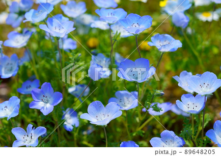 ネモフィラの花壇 ネモフィラの花壇 89648205