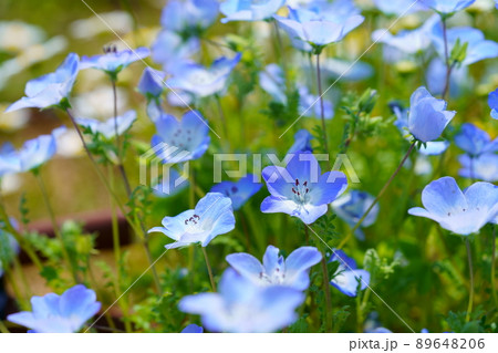 ネモフィラの花壇 89648206