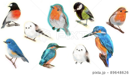 かわいい野鳥たちのセットイラストのイラスト素材