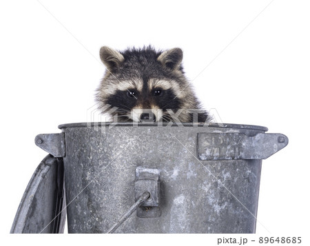 Raccoon on white background 89648685