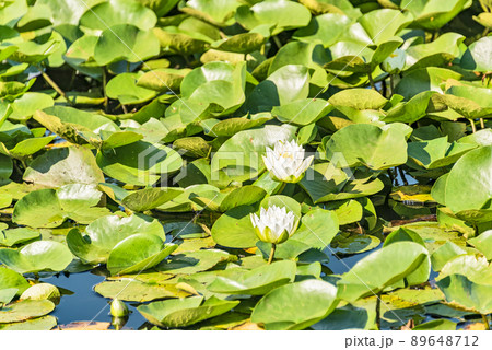 White water lilies among green leaves growing on a lake water surface 89648712